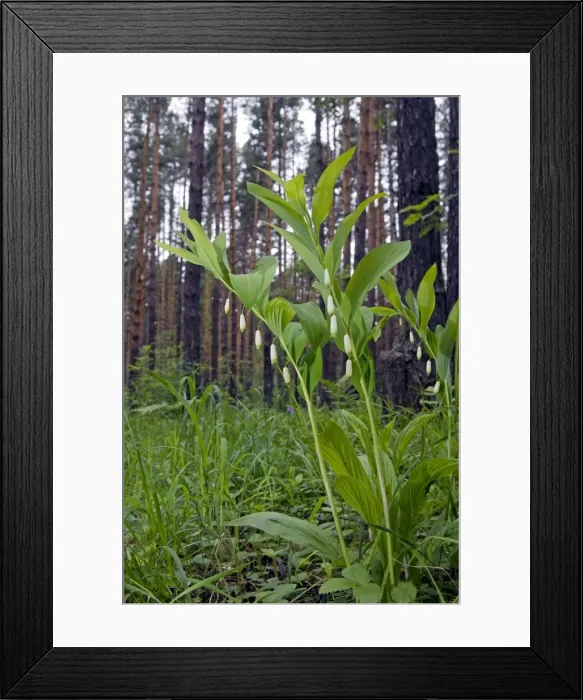 Framed Print : Picture No. 10891399 Framed Print : Picture No. 10891399
