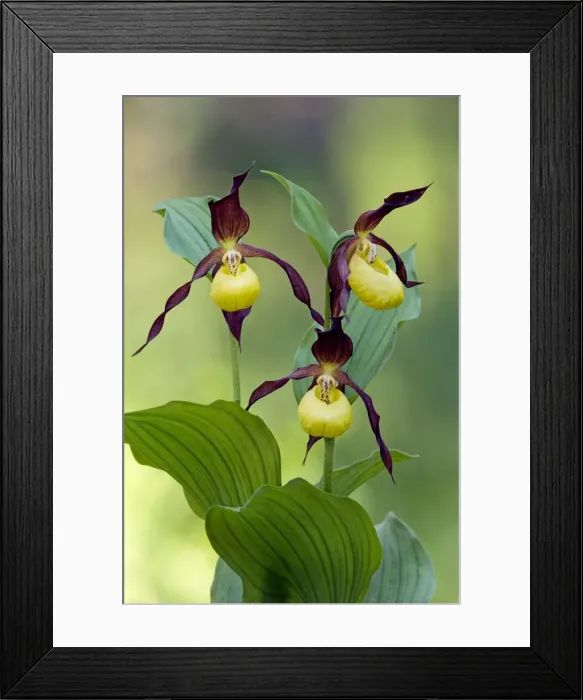 Framed Print : Picture No. 10891405 Framed Print : Picture No. 10891405