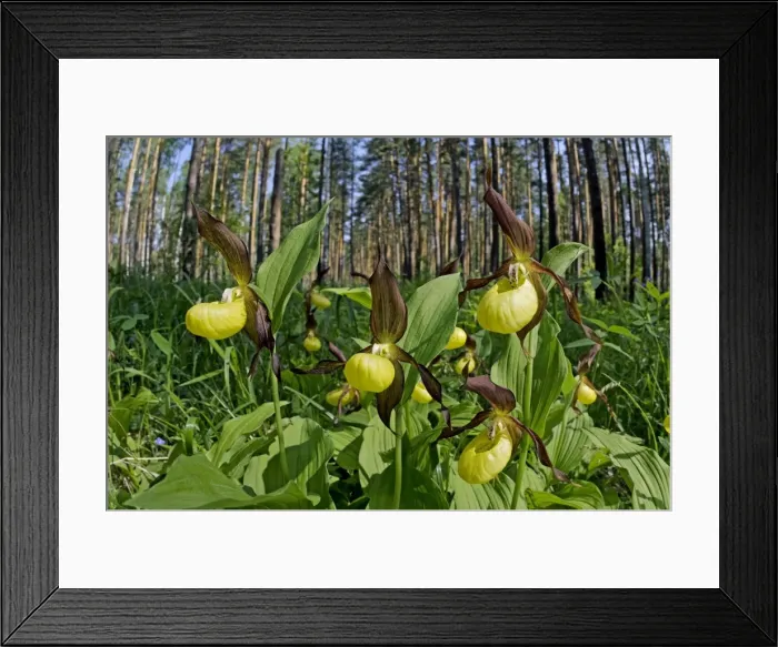 Framed Print : Picture No. 10891400 Framed Print : Picture No. 10891400