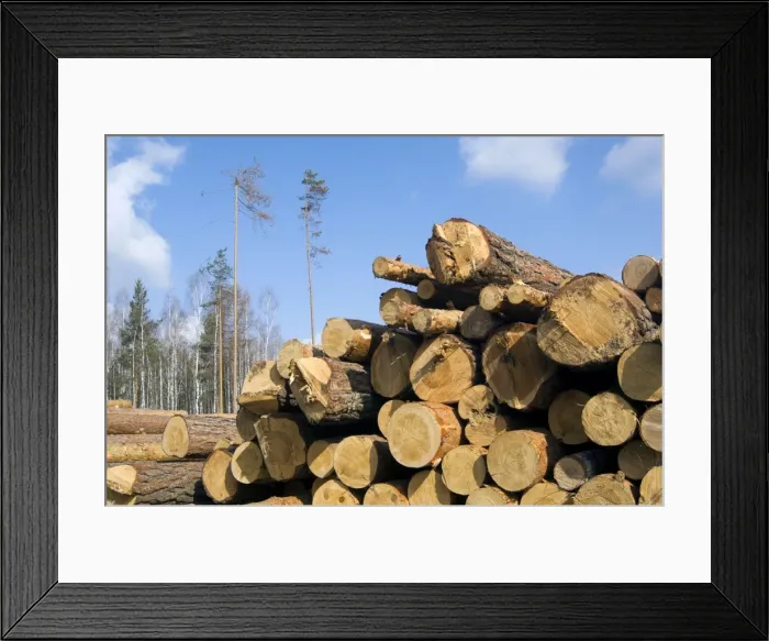 Framed Print : Picture No. 10891410