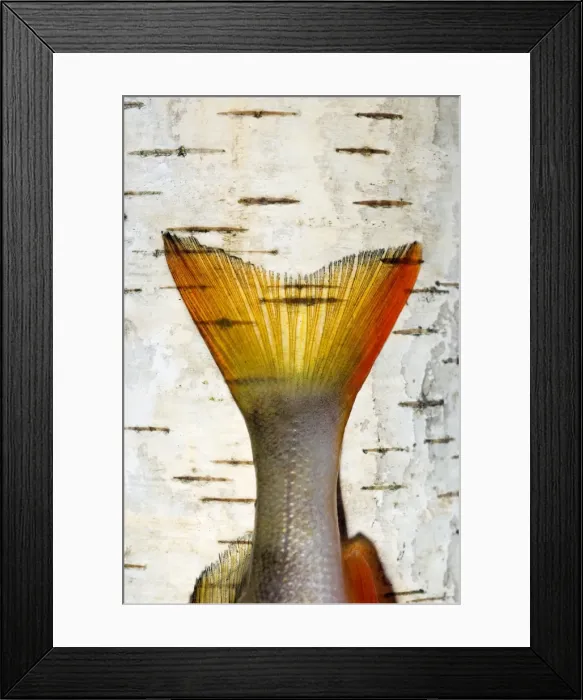 Framed Print : Picture No. 10891408 Framed Print : Picture No. 10891408
