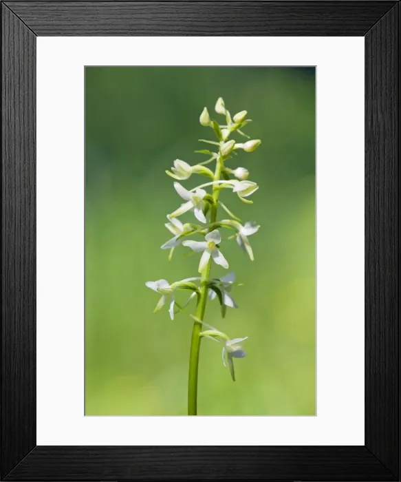 Framed Print : Picture No. 10891406 Framed Print : Picture No. 10891406