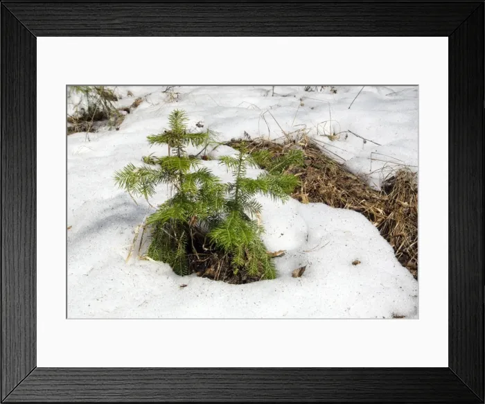Framed Print : Picture No. 10891416