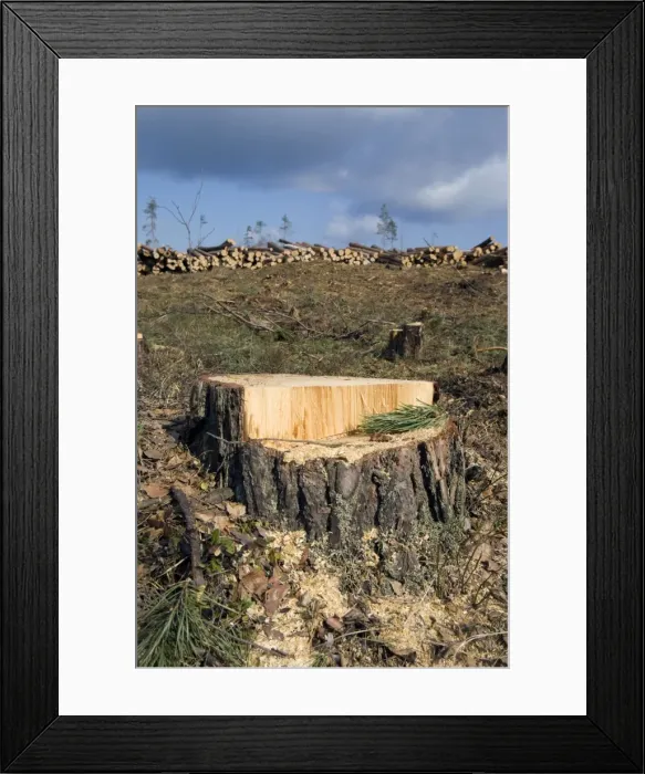 Framed Print : Picture No. 10891414