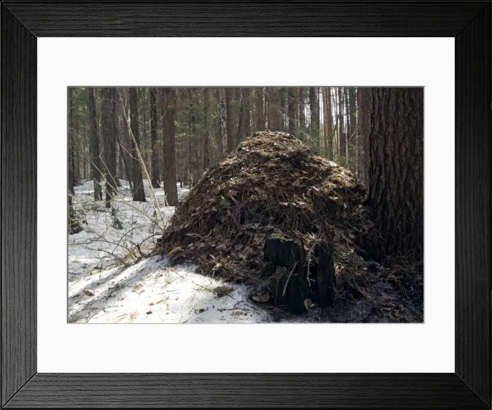Framed Print : Picture No. 10891417 Framed Print : Picture No. 10891417