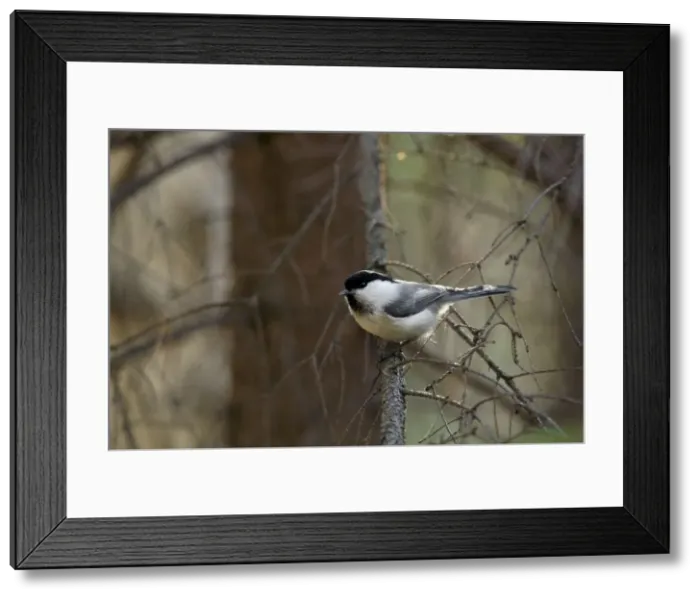Framed Print : Picture No. 10891419