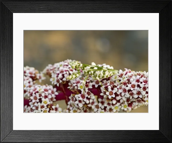 Framed Print : Picture No. 10891423 Framed Print : Picture No. 10891423