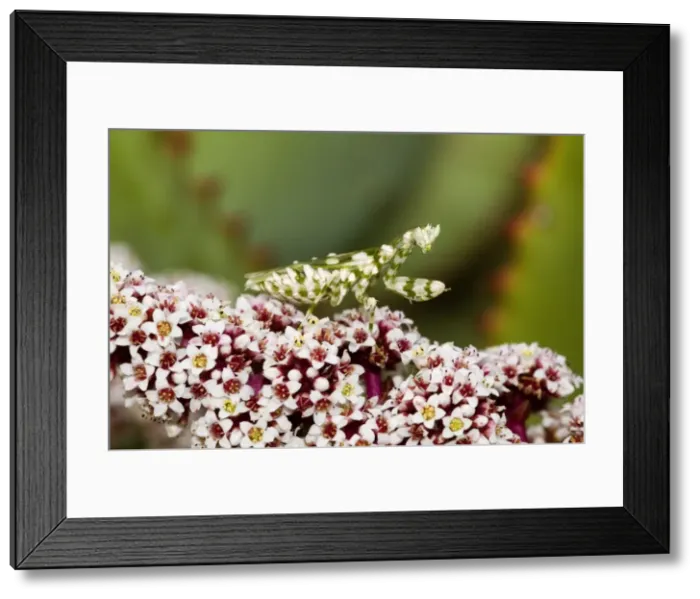 Framed Print : Picture No. 10891422 Framed Print : Picture No. 10891422