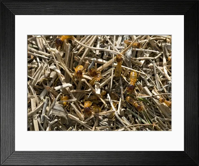 Framed Print : Picture No. 10891425 Framed Print : Picture No. 10891425