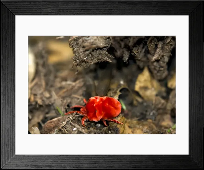 Framed Print : Picture No. 10891426 Framed Print : Picture No. 10891426