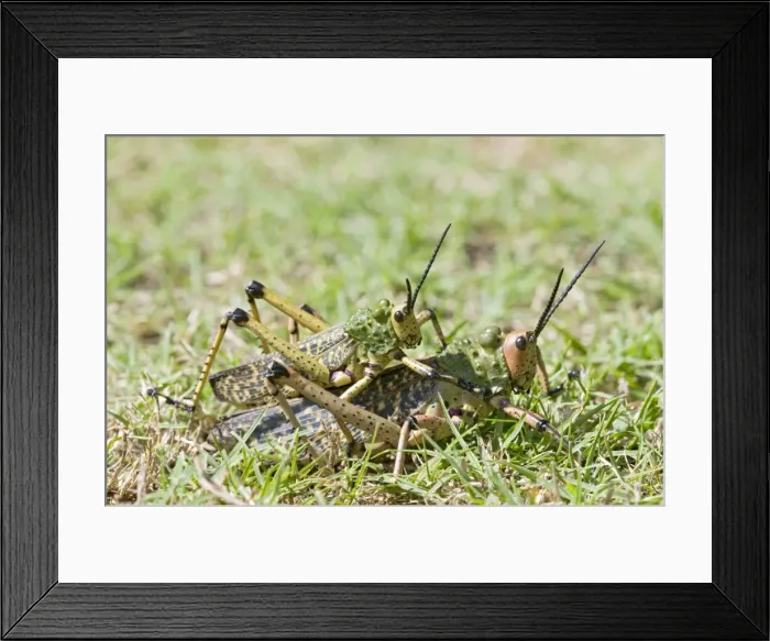 Framed Print : Picture No. 10891424 Framed Print : Picture No. 10891424
