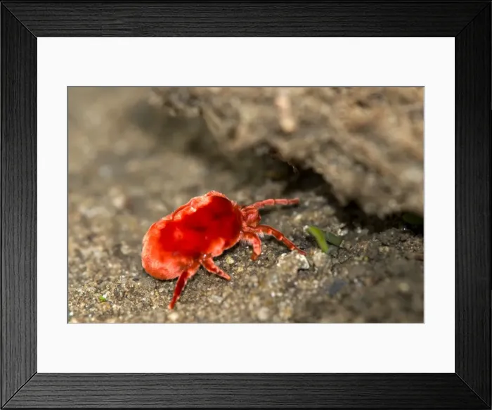 Framed Print : Picture No. 10891427 Framed Print : Picture No. 10891427