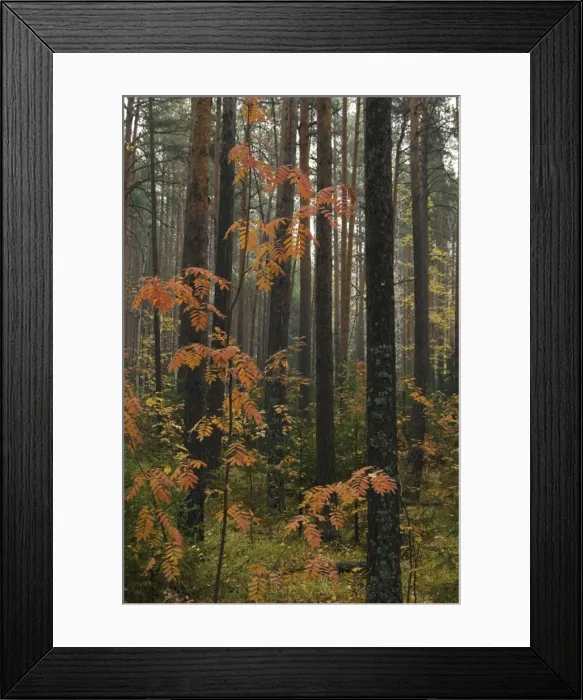 Framed Print : Picture No. 10891420 Framed Print : Picture No. 10891420