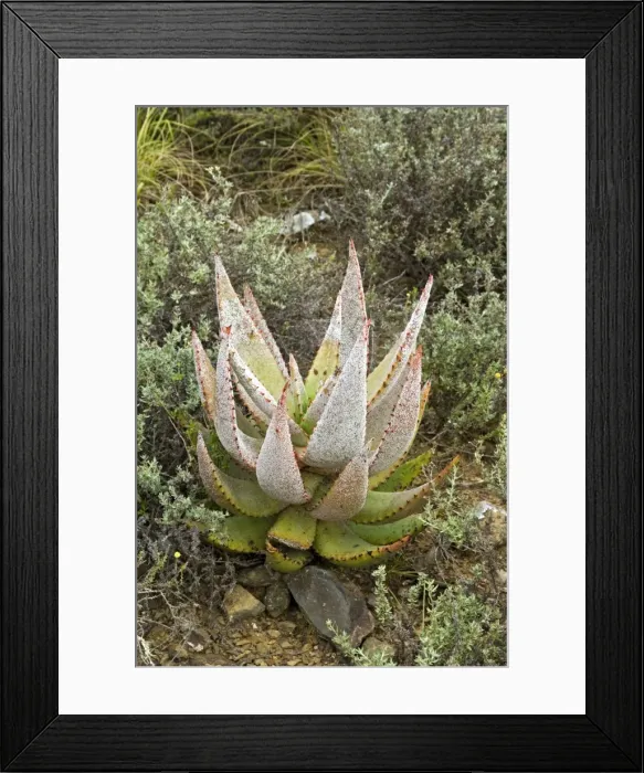 Framed Print : Picture No. 10891428