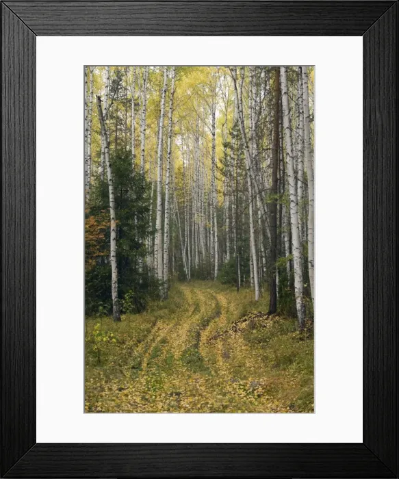 Framed Print : Picture No. 10891421 Framed Print : Picture No. 10891421