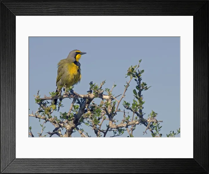 Framed Print : Picture No. 10891433 Framed Print : Picture No. 10891433