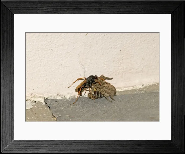 Framed Print : Picture No. 10891429 Framed Print : Picture No. 10891429