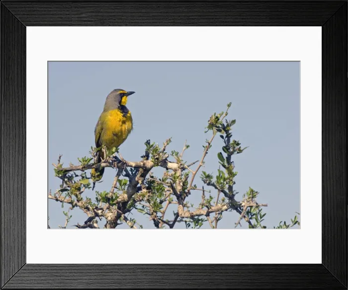 Framed Print : Picture No. 10891434