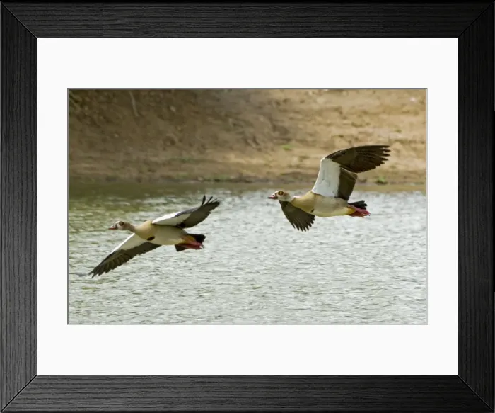 Framed Print : Picture No. 10891435 Framed Print : Picture No. 10891435