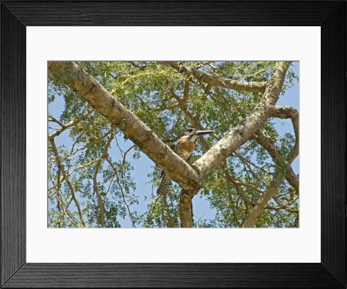 Framed Print : Picture No. 10891436 Framed Print : Picture No. 10891436
