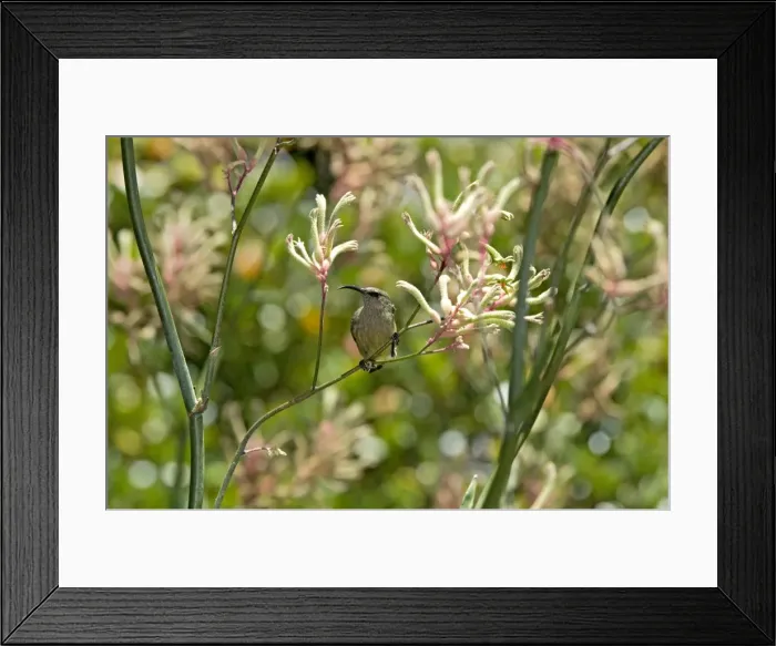 Framed Print : Picture No. 10891438 Framed Print : Picture No. 10891438