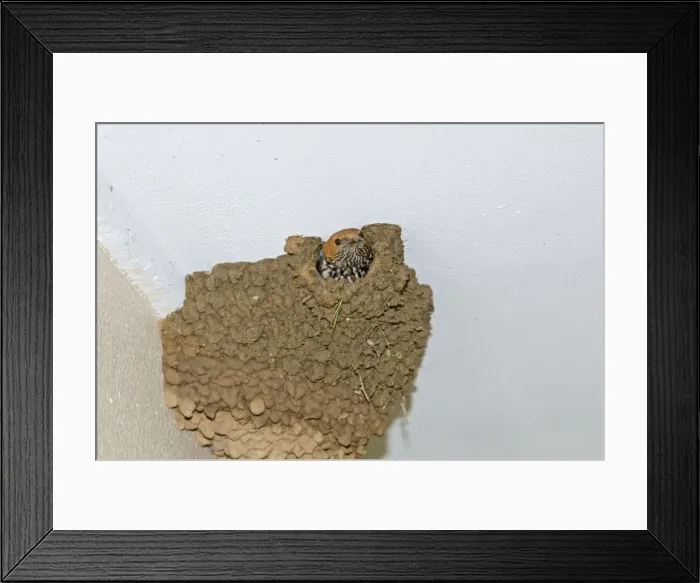 Framed Print : Picture No. 10891439 Framed Print : Picture No. 10891439