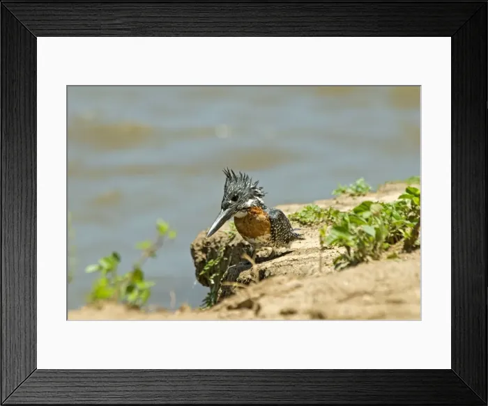 Framed Print : Picture No. 10891437 Framed Print : Picture No. 10891437