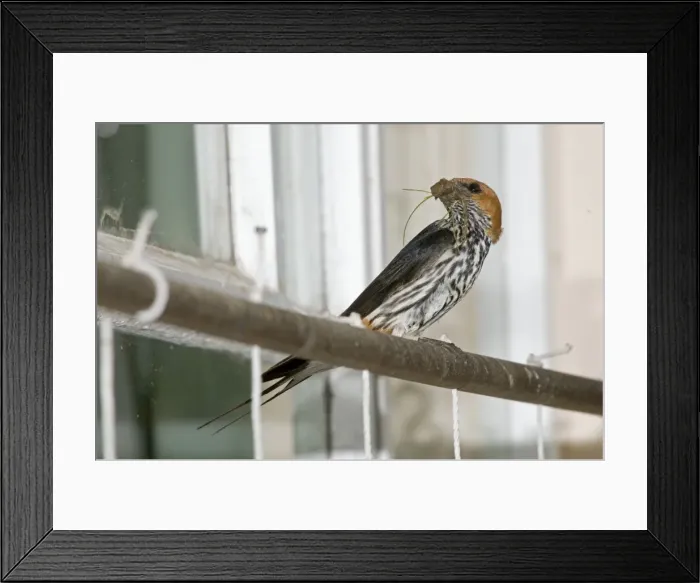 Framed Print : Picture No. 10891442 Framed Print : Picture No. 10891442