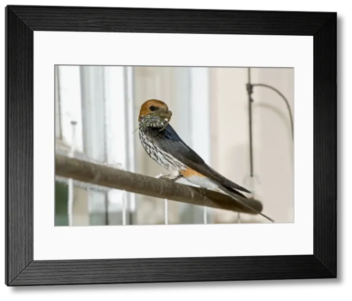 Framed Print : Picture No. 10891441 Framed Print : Picture No. 10891441