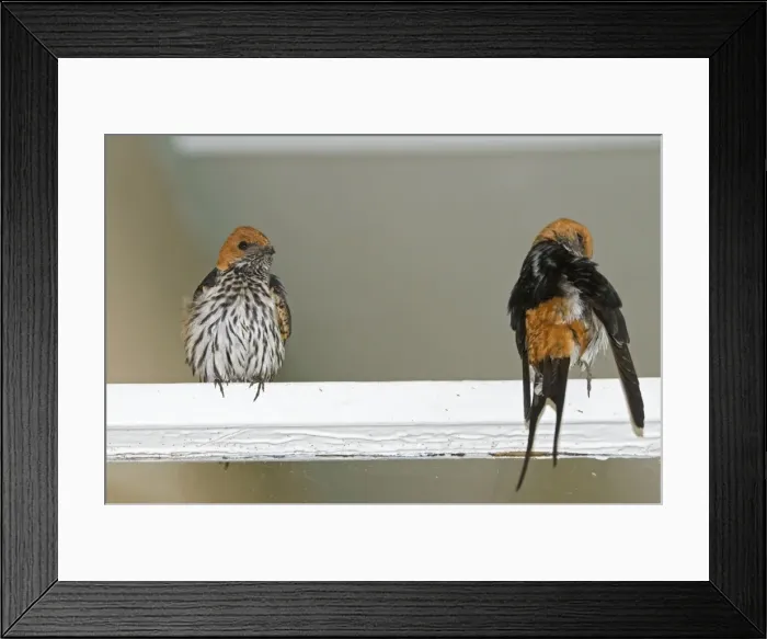 Framed Print : Picture No. 10891444 Framed Print : Picture No. 10891444
