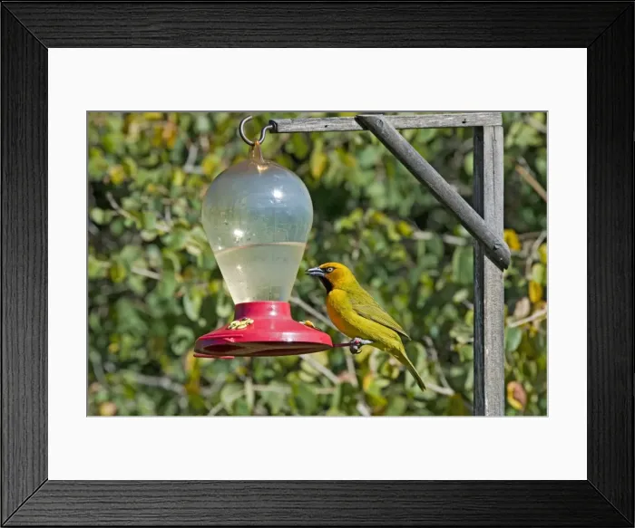 Framed Print : Picture No. 10891445 Framed Print : Picture No. 10891445