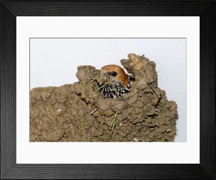 Framed Print : Picture No. 10891440 Framed Print : Picture No. 10891440