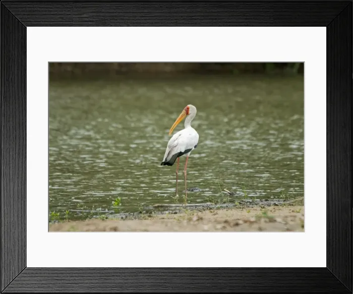 Framed Print : Picture No. 10891446 Framed Print : Picture No. 10891446