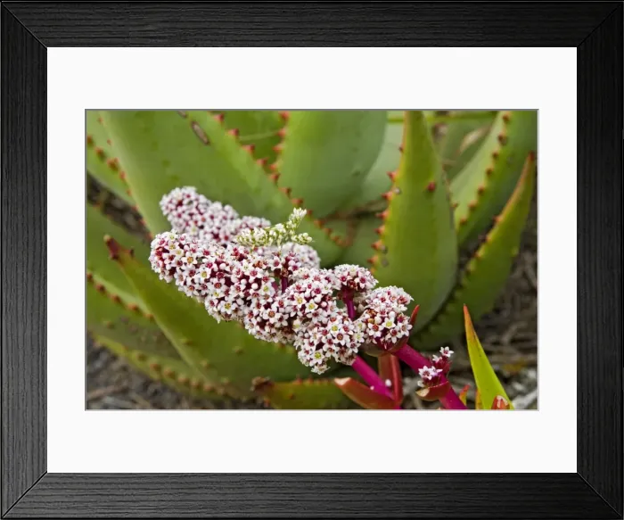 Framed Print : Picture No. 10891447 Framed Print : Picture No. 10891447