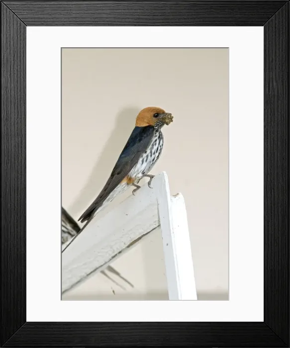Framed Print : Picture No. 10891443 Framed Print : Picture No. 10891443