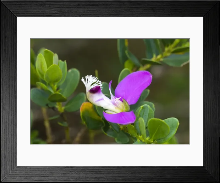 Framed Print : Picture No. 10891449 Framed Print : Picture No. 10891449