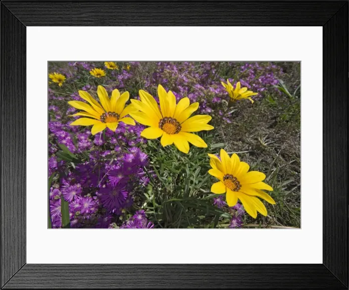 Framed Print : Picture No. 10891451 Framed Print : Picture No. 10891451