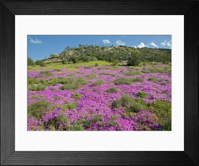 Framed Print : Picture No. 10891453 Framed Print : Picture No. 10891453