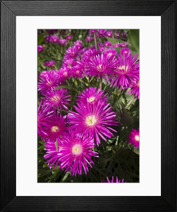 Framed Print : Picture No. 10891448 Framed Print : Picture No. 10891448