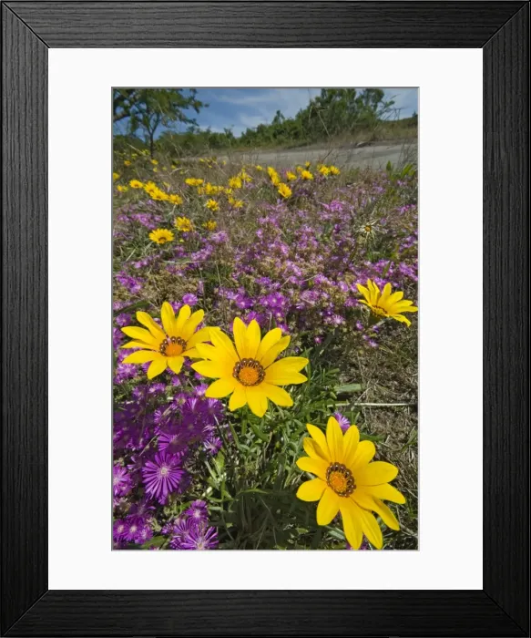 Framed Print : Picture No. 10891450 Framed Print : Picture No. 10891450