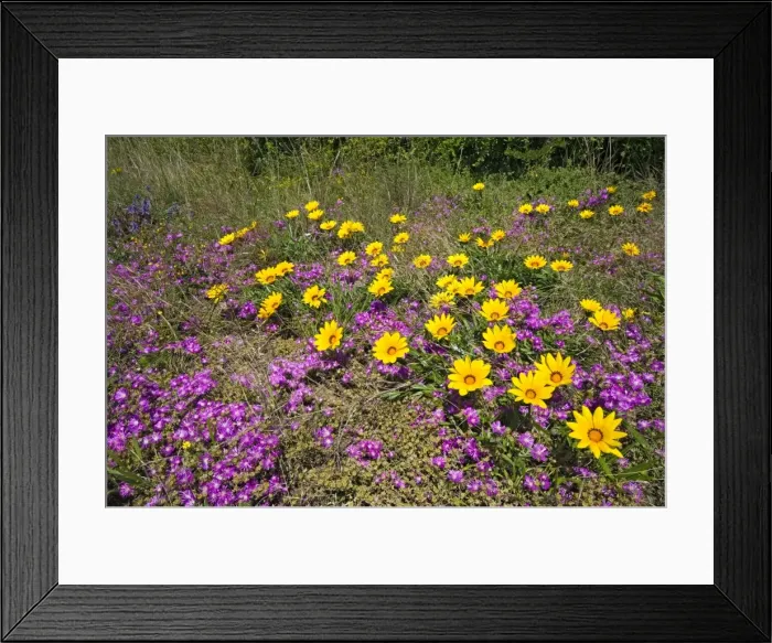 Framed Print : Picture No. 10891452 Framed Print : Picture No. 10891452
