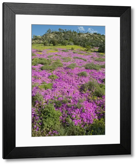 Framed Print : Picture No. 10891454 Framed Print : Picture No. 10891454