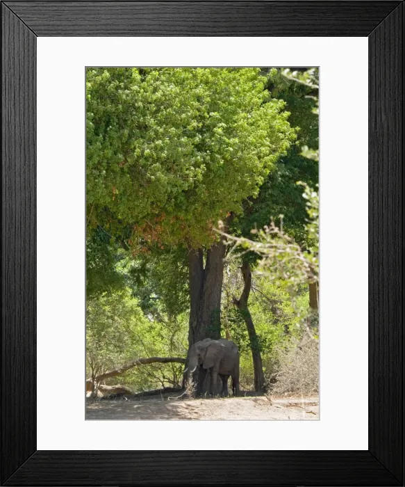 Framed Print : Picture No. 10891455 Framed Print : Picture No. 10891455