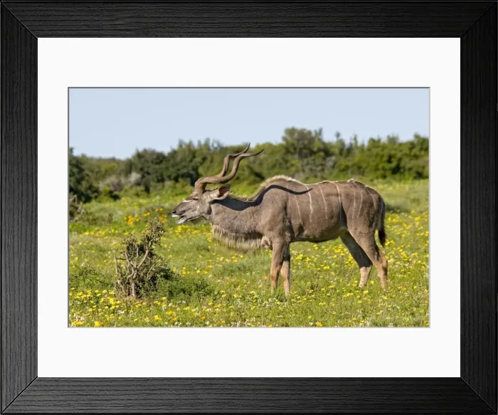 Framed Print : Picture No. 10891466 Framed Print : Picture No. 10891466
