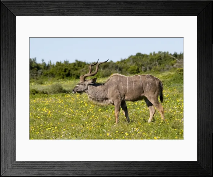 Framed Print : Picture No. 10891465 Framed Print : Picture No. 10891465