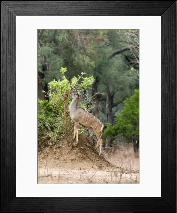 Framed Print : Picture No. 10891467 Framed Print : Picture No. 10891467