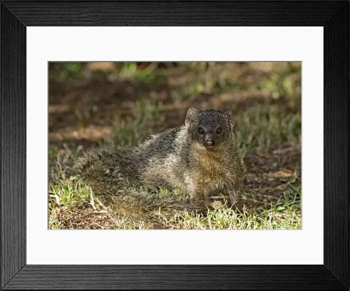 Framed Print : Picture No. 10891469 Framed Print : Picture No. 10891469