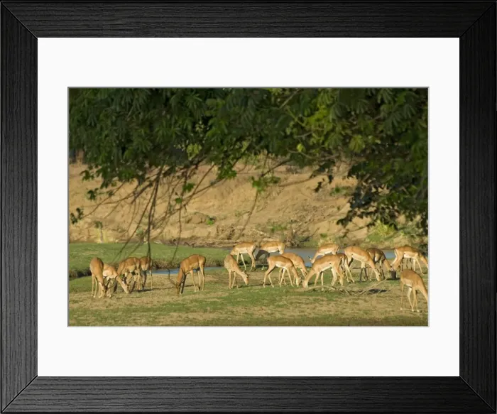 Framed Print : Picture No. 10891464 Framed Print : Picture No. 10891464