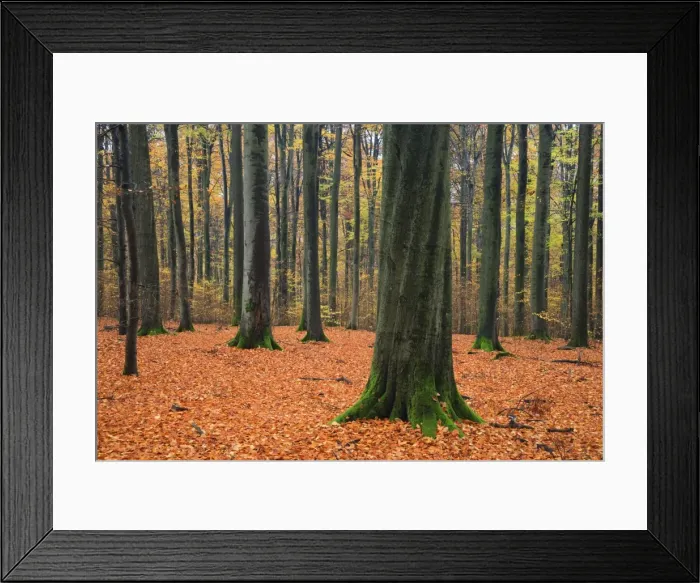 Framed Print : Picture No. 10984638 Framed Print : Picture No. 10984638