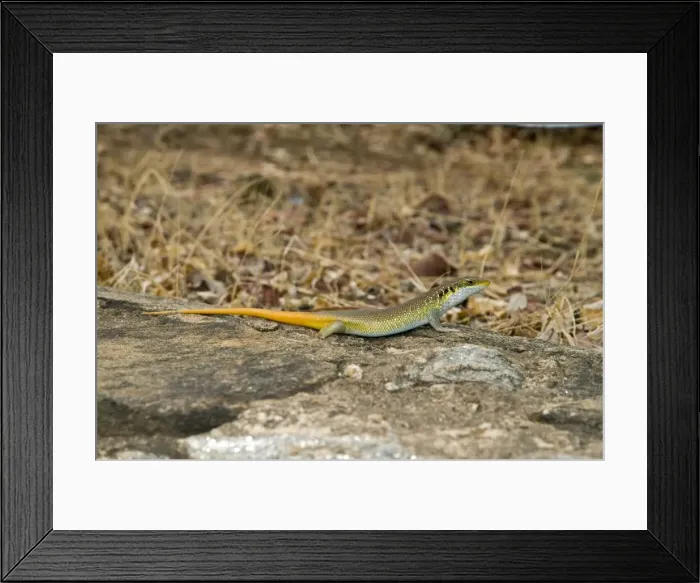 Framed Print : Picture No. 10891471 Framed Print : Picture No. 10891471